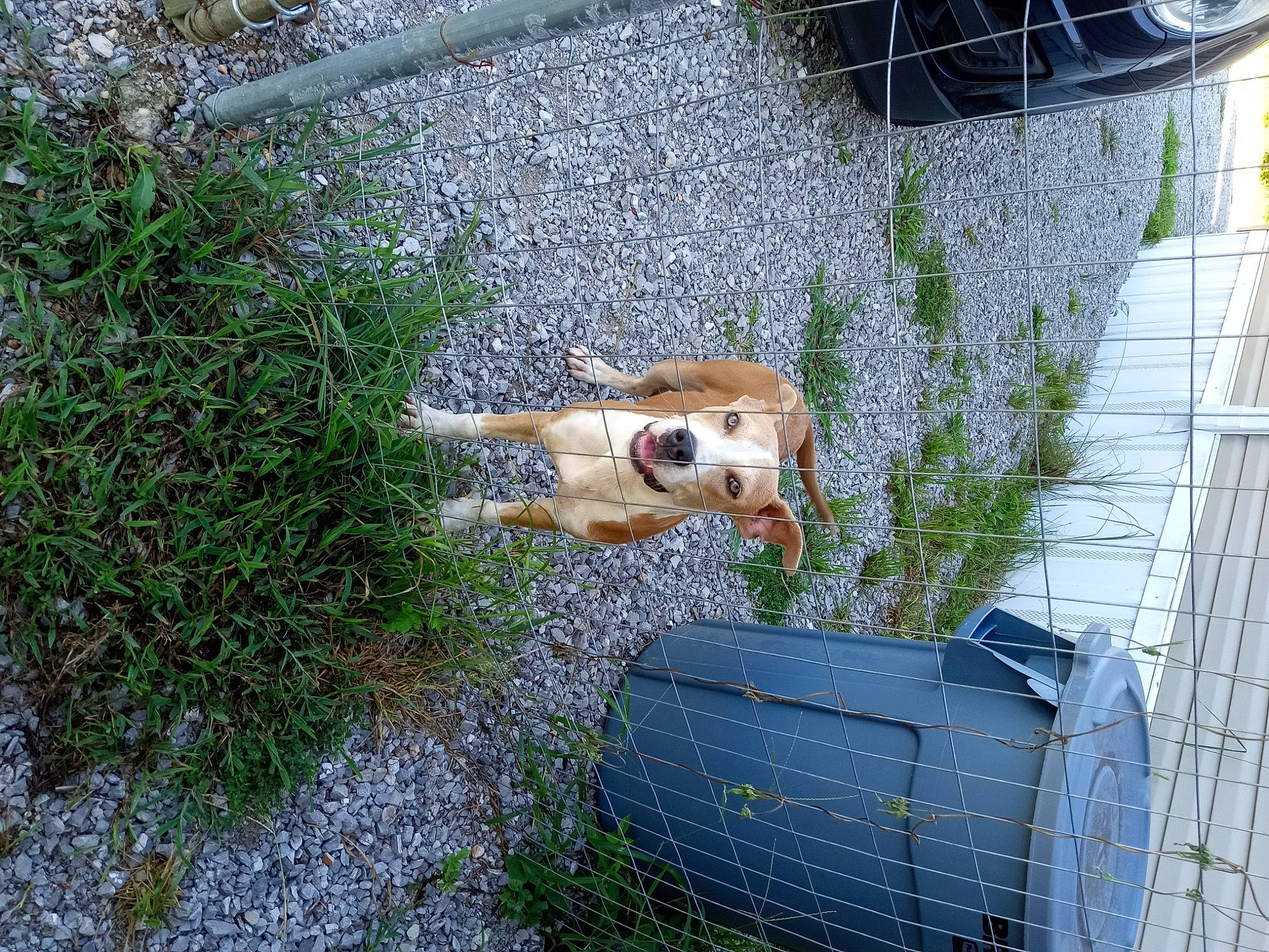 Lizzy is registered to the contest to win money with this photo: art, carnivore, dog, dog_breed, fawn, flowerpot, garden, grass, grass_family, groundcover, herb, landscape, plant, road_surface, shrub, sidewalk, soil, tail, wood, yard