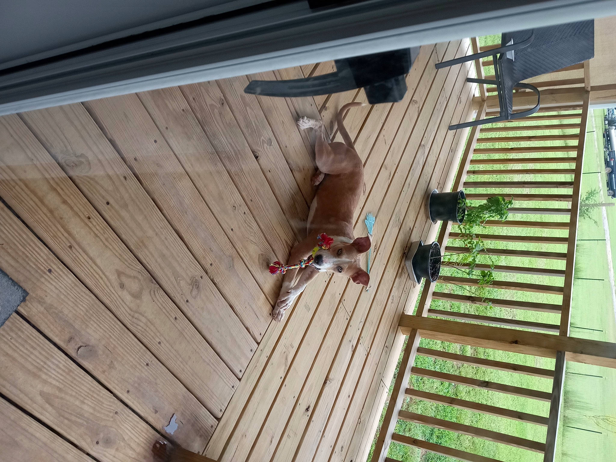 Lizzy is registered to the contest to win money with this photo: building, composite_material, deck, facade, flooring, handrail, hardwood, house, leisure, lumber, metal, plank, plywood, roof, siding, tree, varnish, window, wood, wood_stain