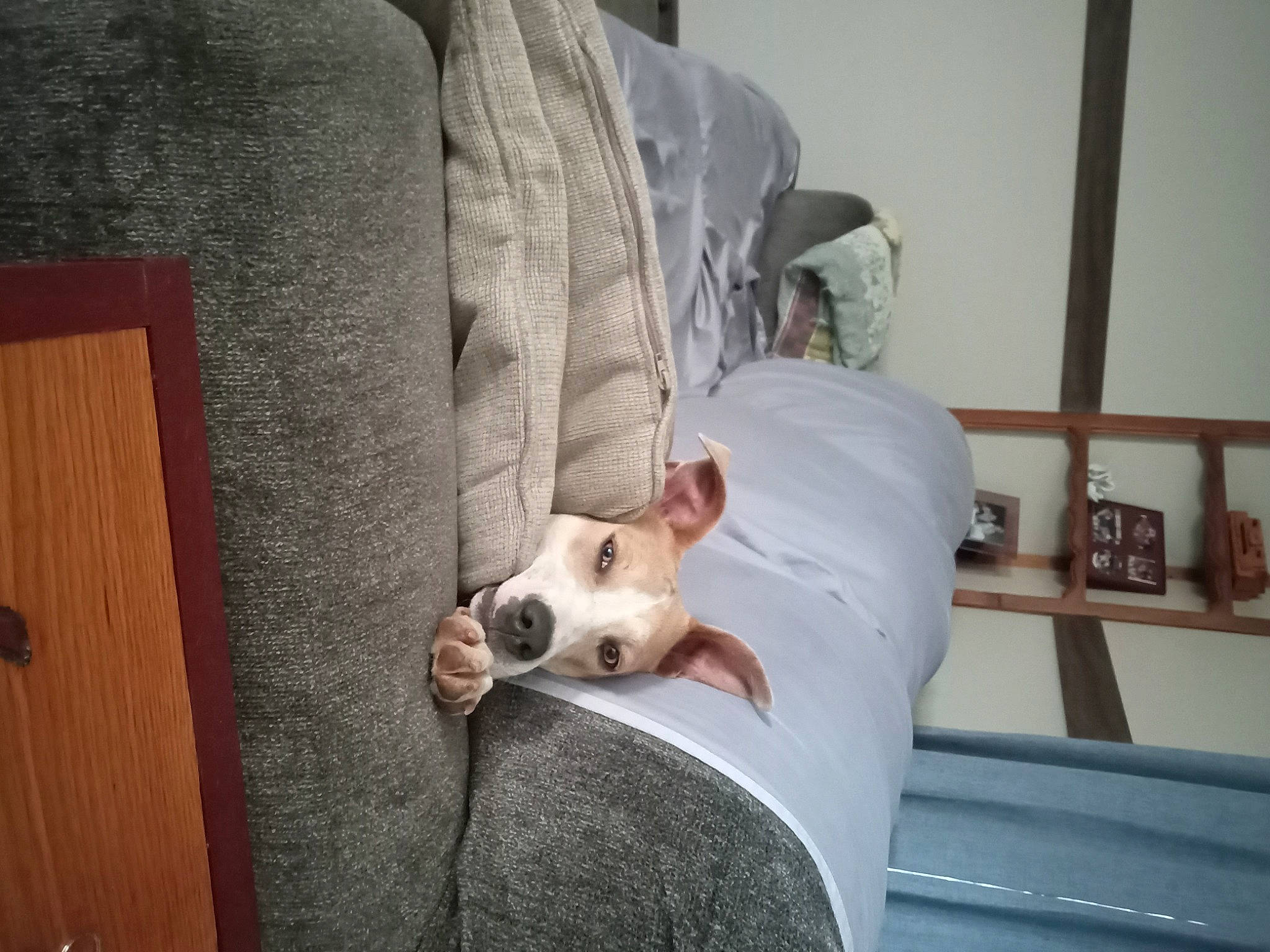 Lizzy is registered to the contest to win money with this photo: canidae, carnivore, collar, comfort, companion_dog, couch, dog, dog_breed, door, fawn, hardwood, linens, puppy, room, snout, sporting_group, toy_dog, whiskers, wood, working_animal