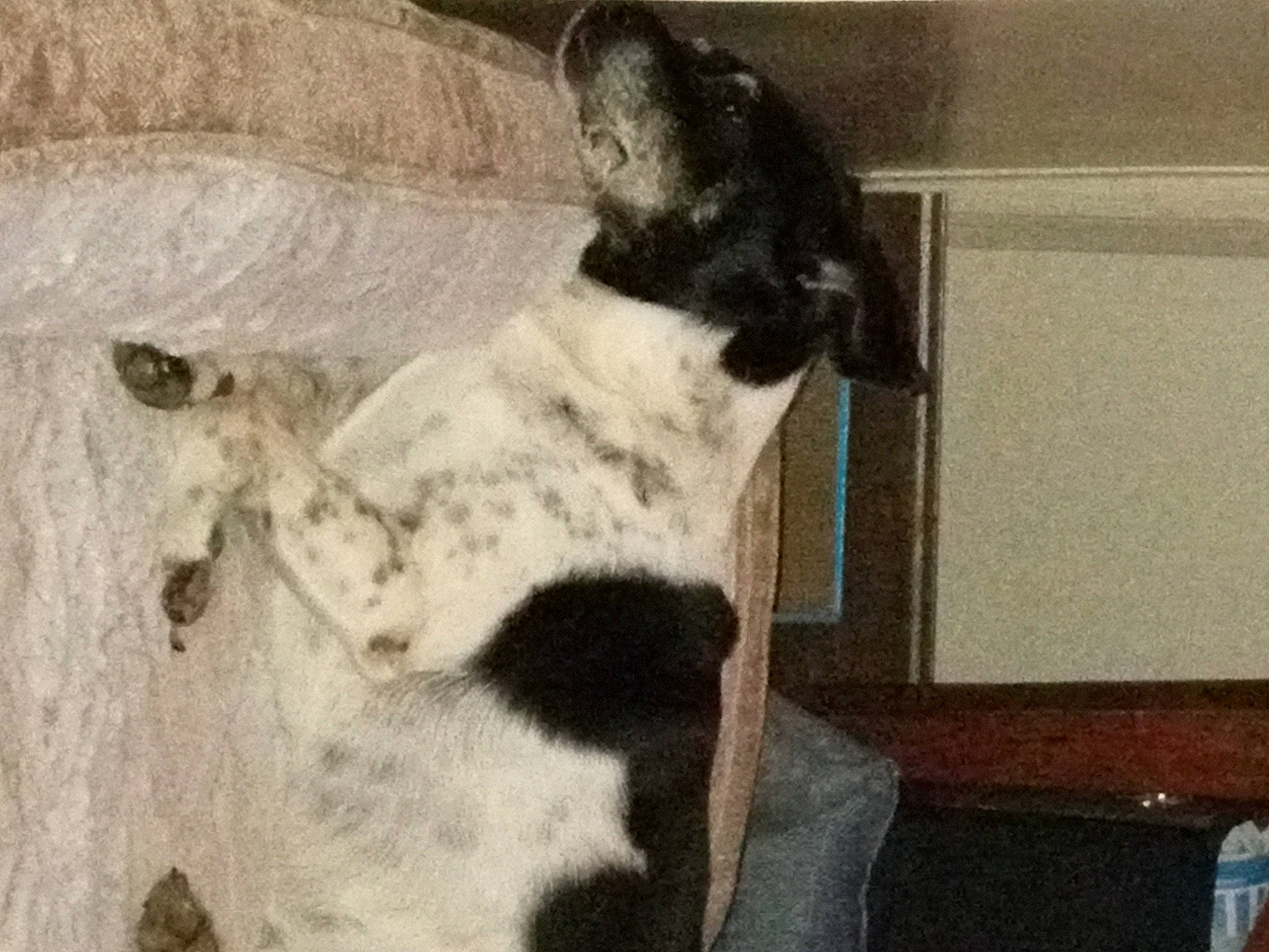 Sadee joined the competition — help win amazing prizes! art, carnivore, comfort, companion_dog, dog, dog_breed, fawn, felidae, fur, great_dane, guard_dog, paw, room, small_to_medium_sized_cats, sporting_group, tail, terrestrial_animal, whiskers, wood, working_animal