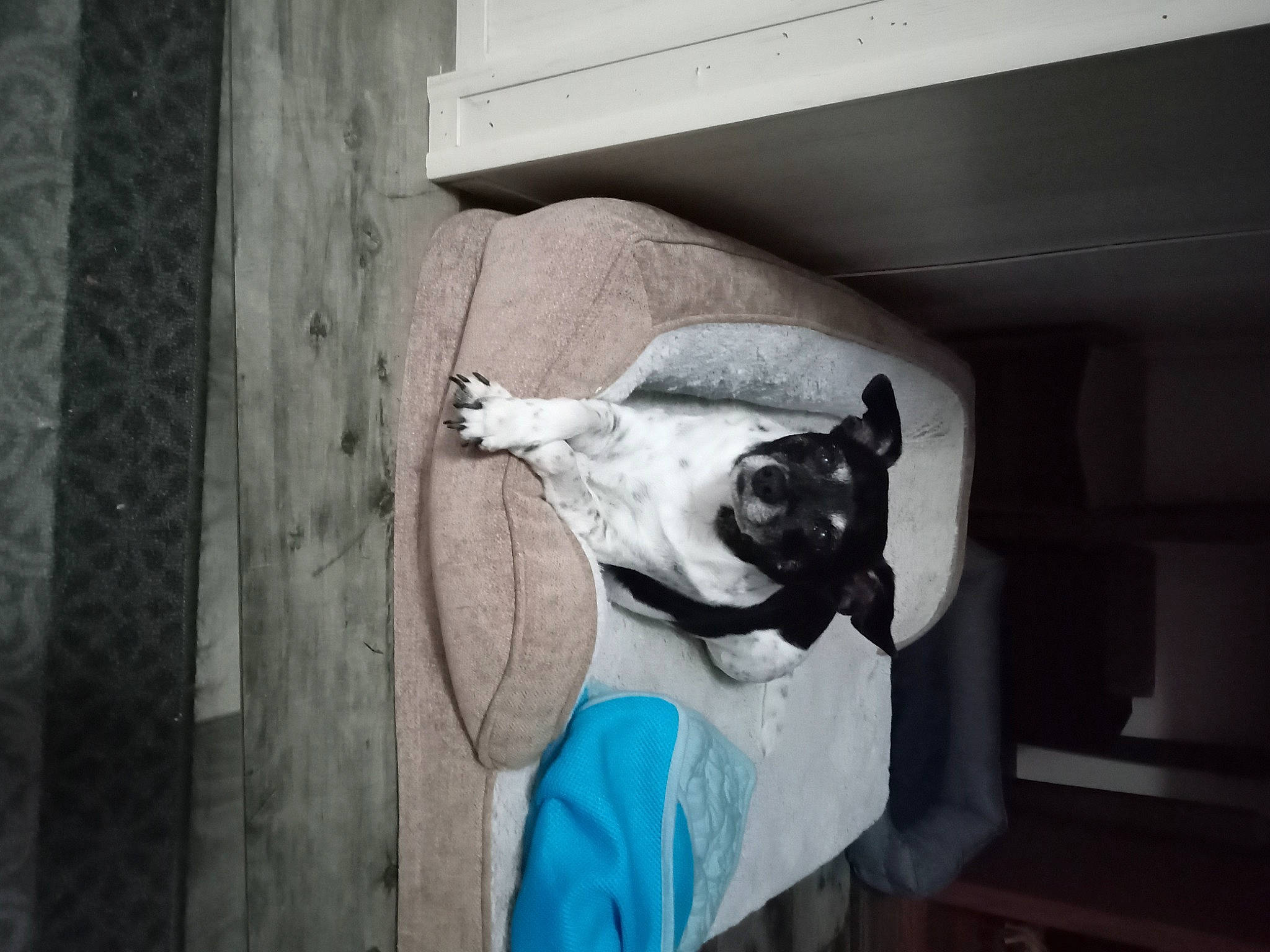 Sadee joined the competition — help win amazing prizes! canidae, carnivore, collar, companion_dog, dog, dog_breed, dog_collar, dog_supply, door, fawn, pet_supply, pug, snout, sporting_group, toy_dog, whiskers, window, wood, working_animal, wrinkle