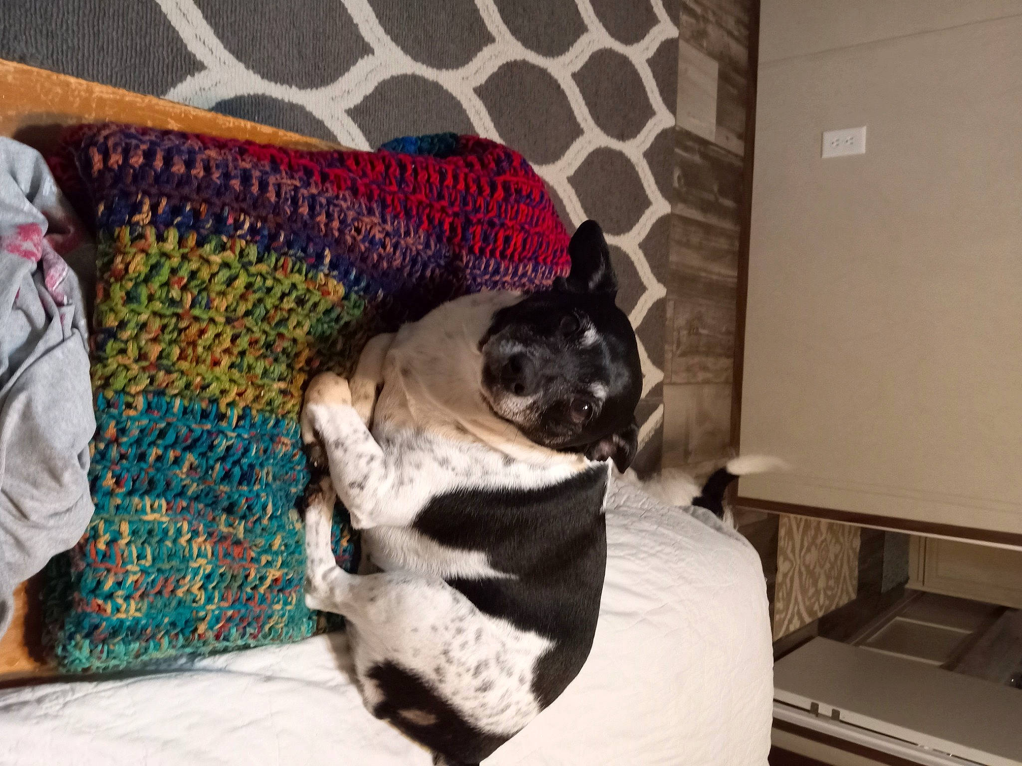 Sadee joined the competition — help win amazing prizes! carnivore, comfort, companion_dog, dog, dog_breed, fawn, felidae, flooring, grey, linens, mammal, pet_supply, pug, room, snout, sporting_group, tail, toy_dog, vertebrate, working_animal