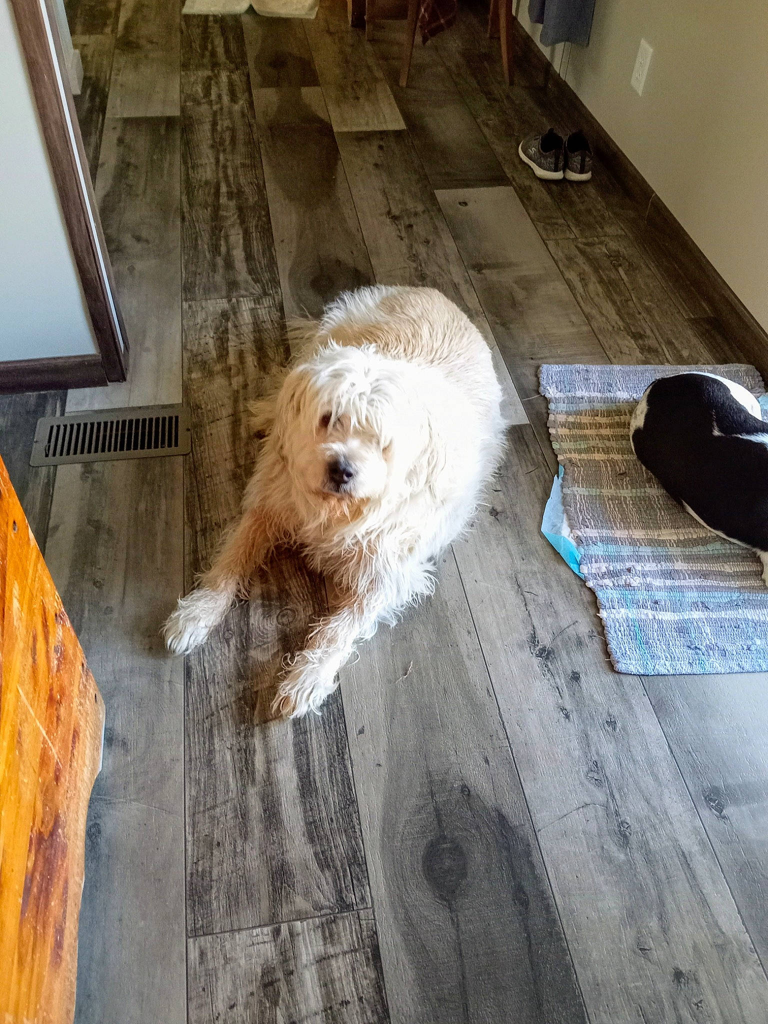 Scooter joined the competition — help win amazing prizes! canidae, carnivore, cockapoo, companion_dog, dog, dog_breed, fawn, floor, flooring, fur, hardwood, labradoodle, sapsali, small_terrier, sporting_group, terrier, tile, toy_dog, wood, wood_flooring