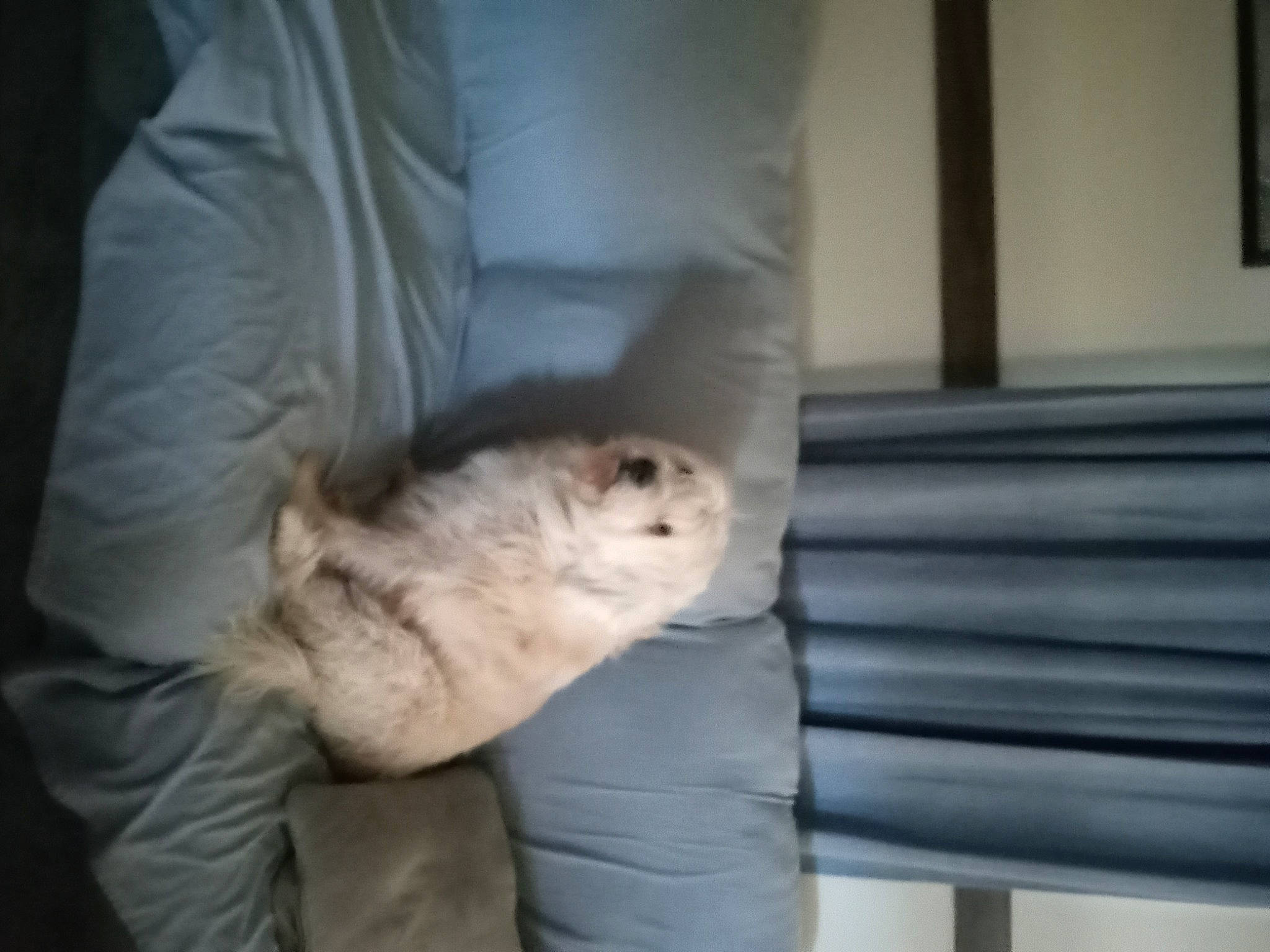 Scooter is registered to the contest to win money with this photo: canidae, carnivore, claw, comfort, companion_dog, dog_breed, felidae, fur, gerbil, hamster, mustelidae, nap, rodent, sitting, small_to_medium_sized_cats, sporting_group, whiskers, wildlife, window, wood