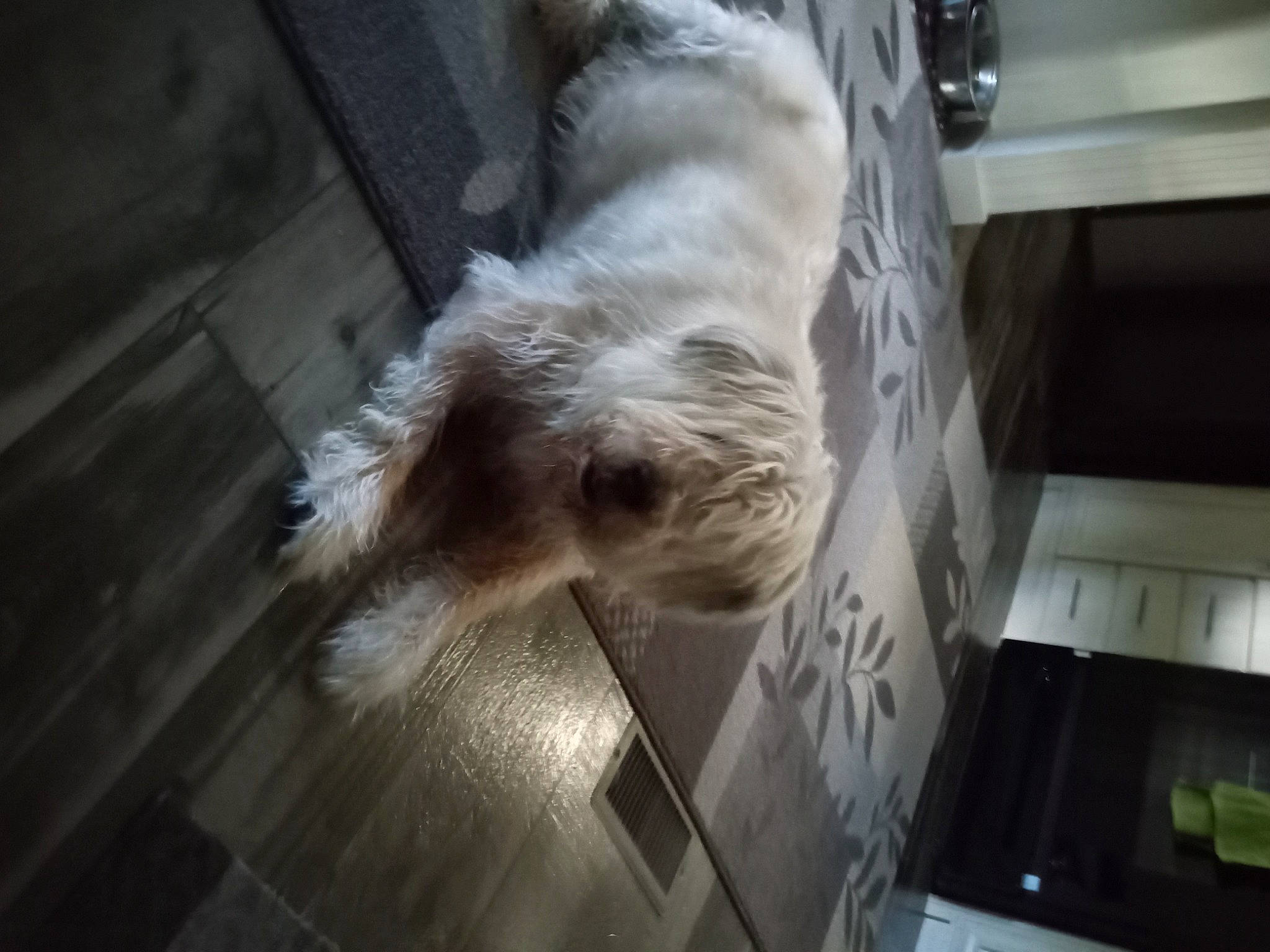 Scooter is registered to the contest to win money with this photo: canidae, carnivore, companion_dog, dog, dog_breed, flooring, fur, hardwood, non_sporting_group, small_terrier, snout, sporting_group, tail, terrier, toy_dog, wood, working_animal, working_terrier