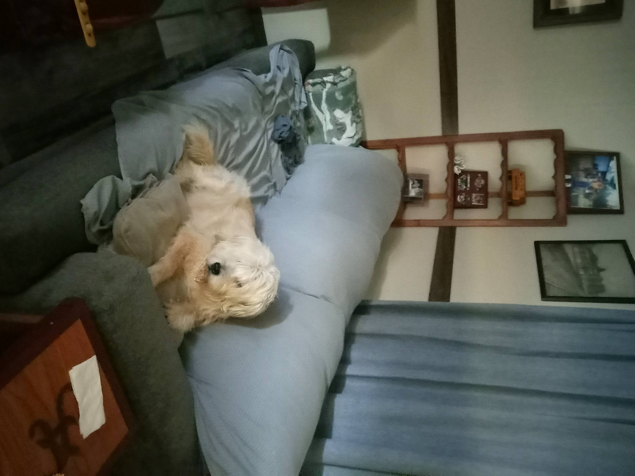 Scooter is registered to the contest to win money with this photo: canidae, comfort, companion_dog, couch, fawn, felidae, flooring, fur, hardwood, house, lamp, living_room, picture_frame, plush, room, sporting_group, stuffed_toy, terrestrial_animal, toy, wood