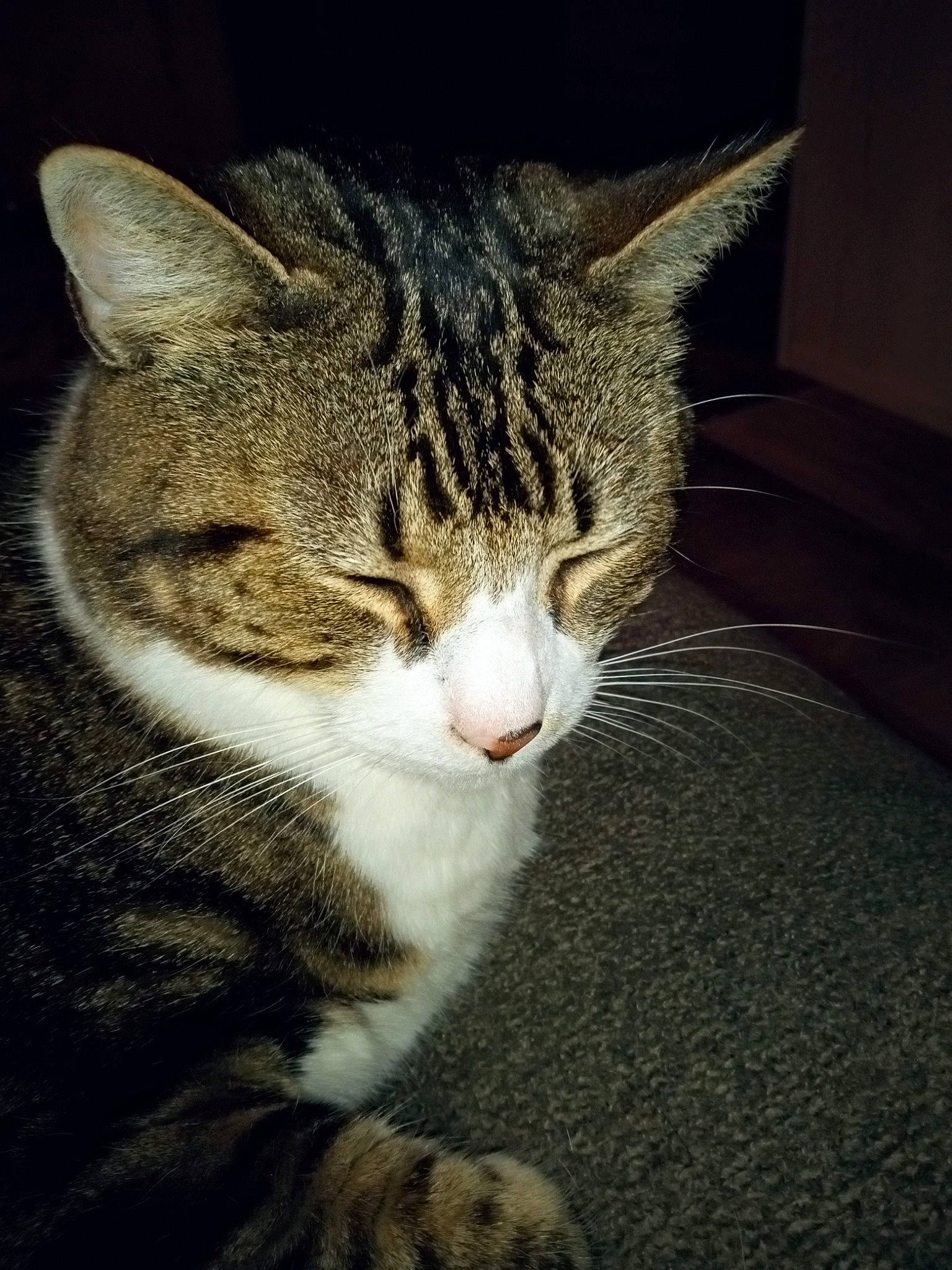 Bama joined the competition — help win amazing prizes! carnivore, cat, darkness, domestic_short_haired_cat, eye, felidae, fur, head, night, paw, sitting, small_to_medium_sized_cats, snout, tail, terrestrial_animal, tree, whiskers, wildlife, window