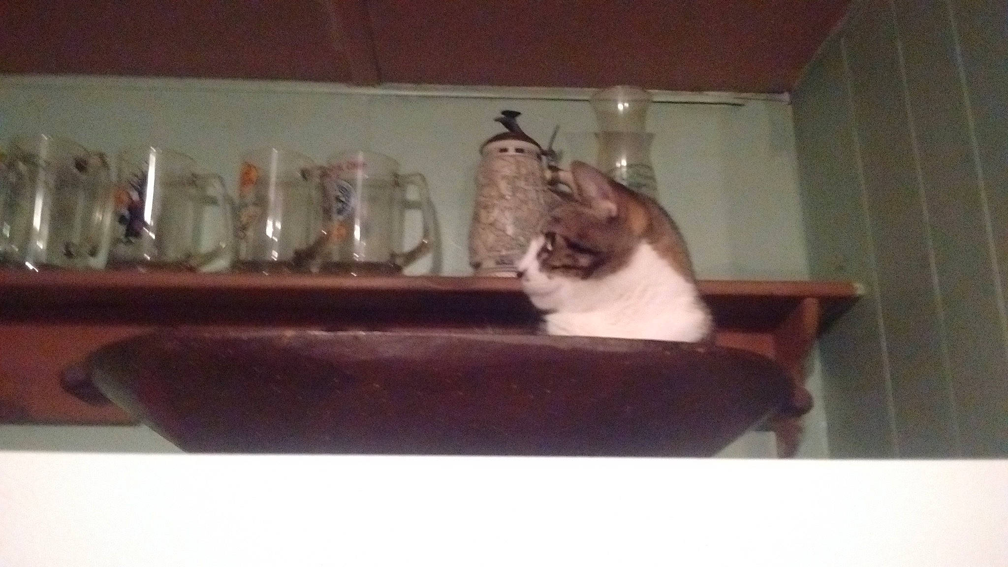 Bama is registered to the contest to win money with this photo: barware, carnivore, cat, cat_supply, comfort, dishware, drink, drinkware, felidae, glass, hardwood, rectangle, room, serveware, small_to_medium_sized_cats, table, tableware, tail, whiskers, wood