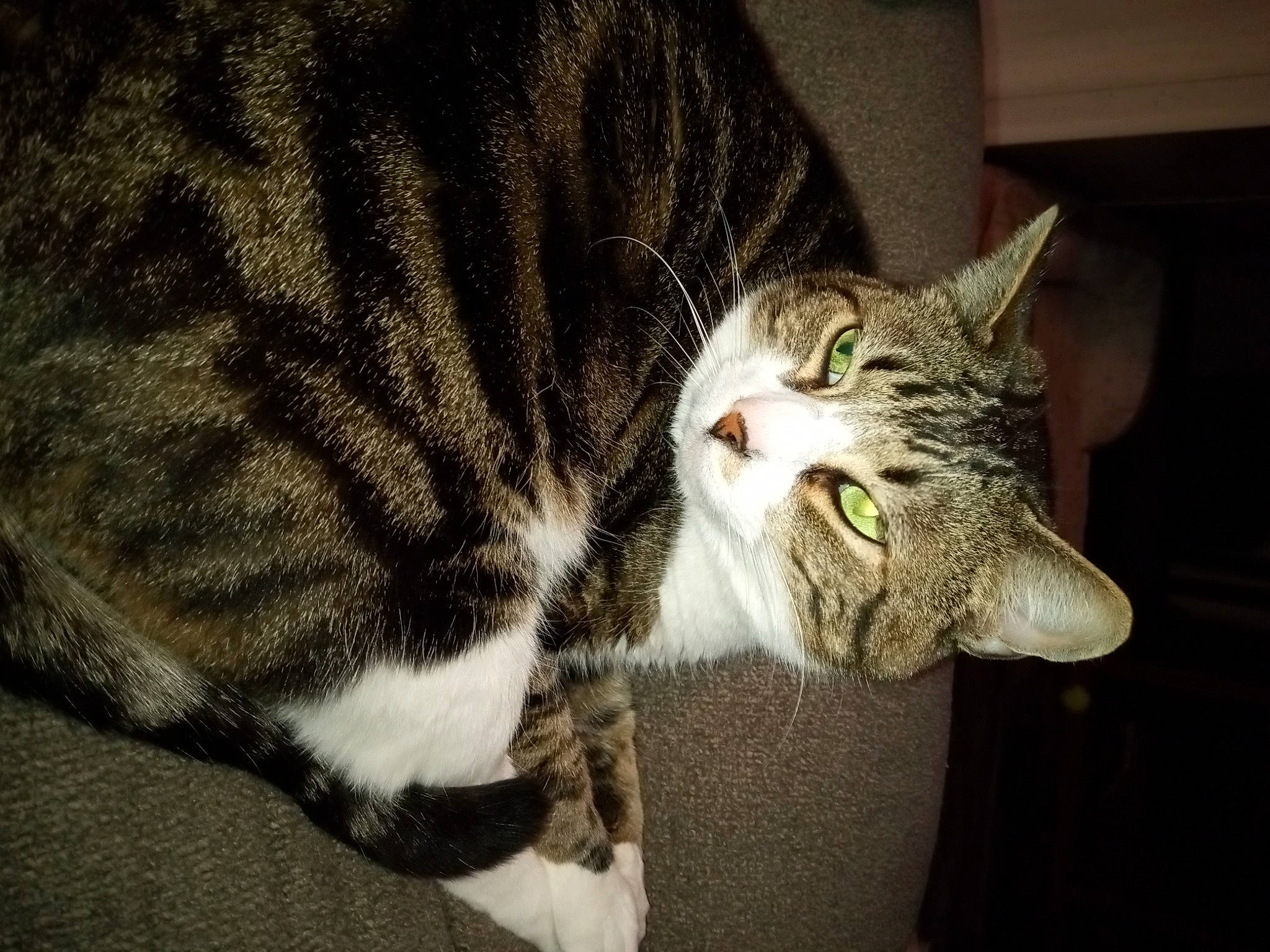 Bama is registered to the contest to win money with this photo: carnivore, cat, domestic_short_haired_cat, felidae, fur, paw, small_to_medium_sized_cats, snout, tail, terrestrial_animal, whiskers, window