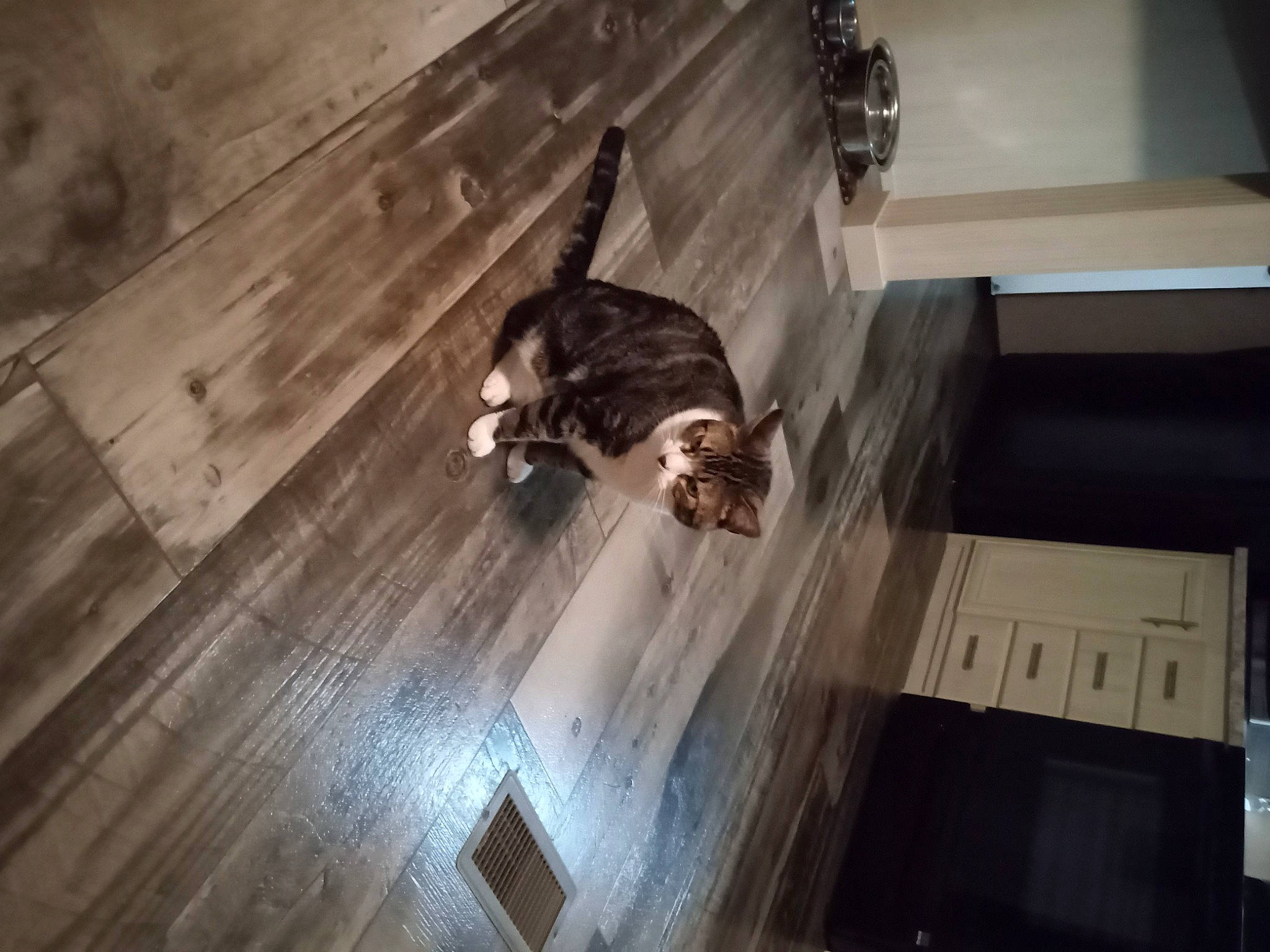 Bama is registered to the contest to win money with this photo: carnivore, cat, ceiling, felidae, floor, flooring, fur, hardwood, laminate_flooring, plywood, room, small_to_medium_sized_cats, stairs, tail, tints_and_shades, varnish, whiskers, wood, wood_flooring, wood_stain