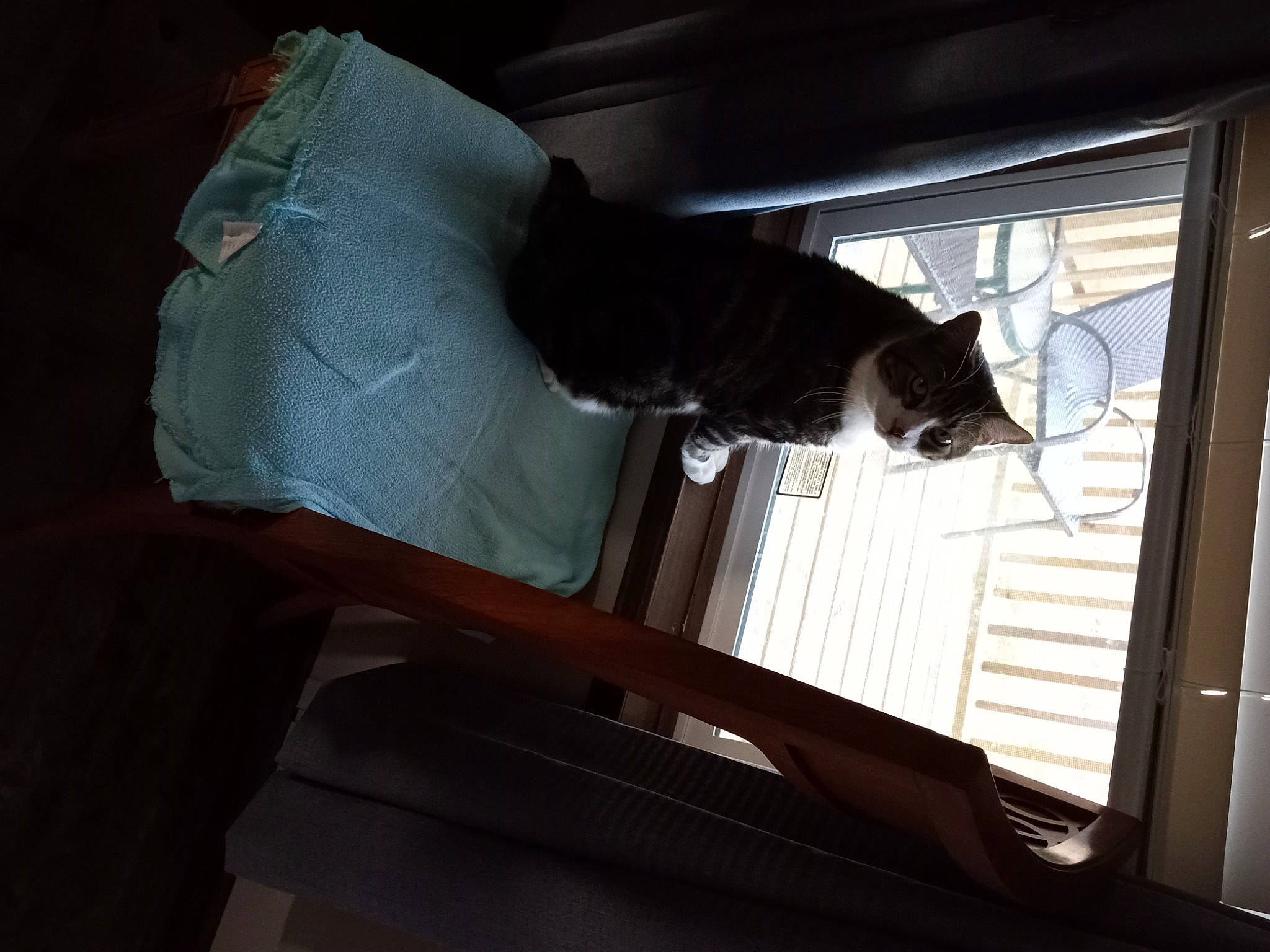 Bama joined the competition — help win amazing prizes! carnivore, cat, comfort, domestic_short_haired_cat, felidae, flooring, fur, glass, hardwood, room, sash_window, shade, shadow, small_to_medium_sized_cats, tail, tints_and_shades, whiskers, window, window_covering, wood