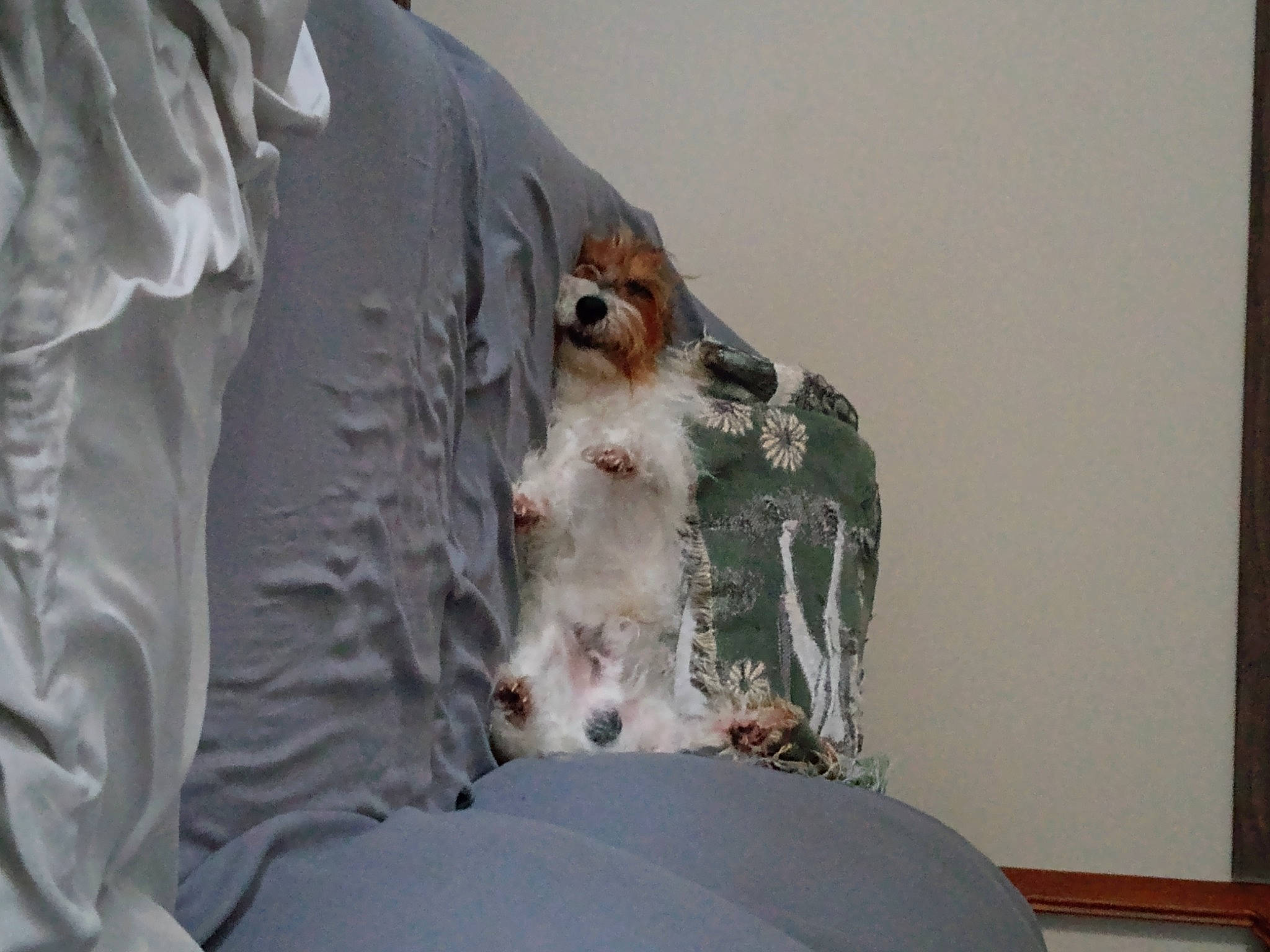 Jack is registered to the contest to win money with this photo: bed_sheet, bedding, canidae, carnivore, comfort, companion_dog, dog_breed, fawn, feather, felidae, fur, linens, room, sleeve, small_to_medium_sized_cats, sporting_group, whiskers, window_treatment, wing, wood