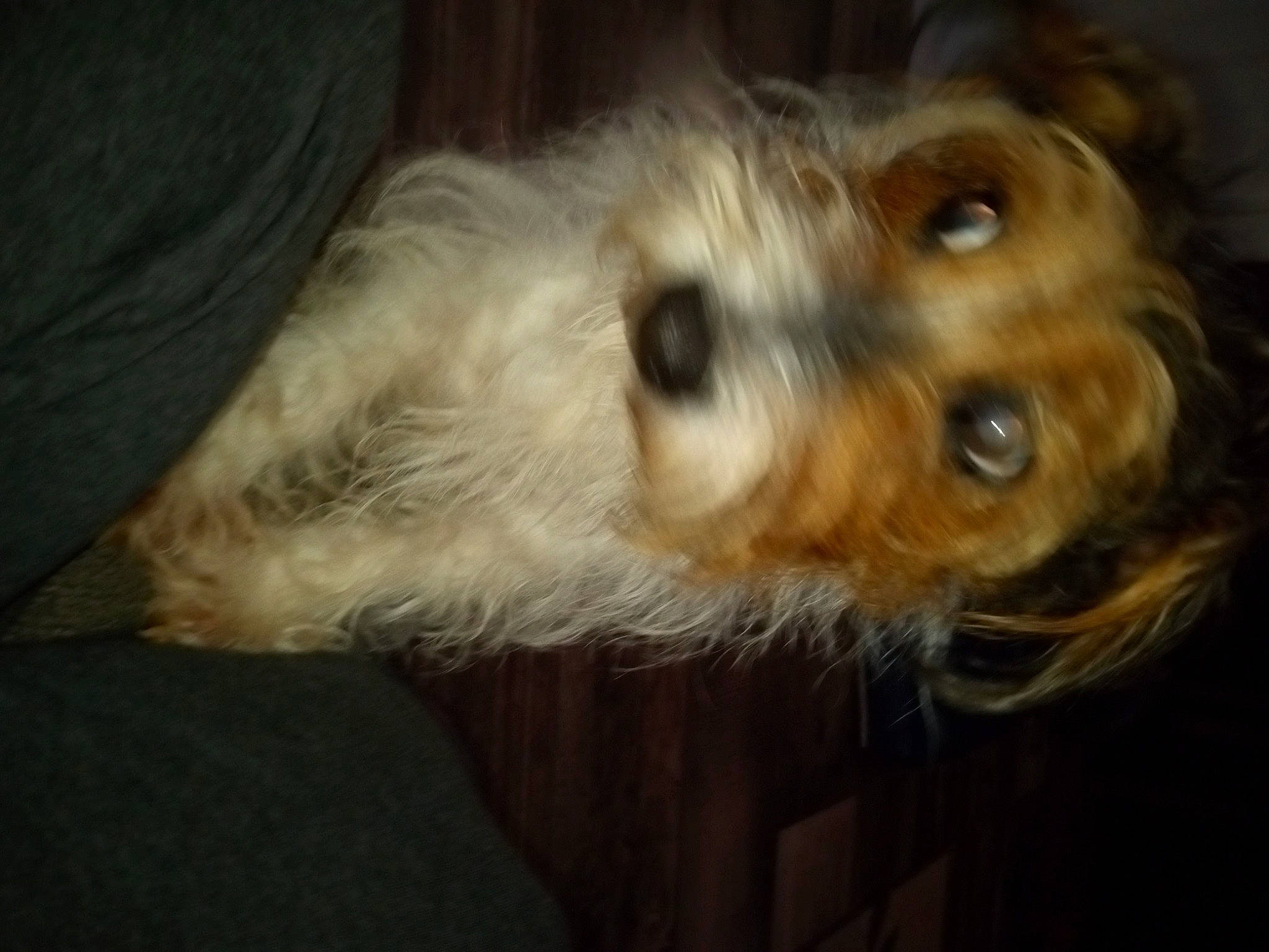 Jack joined the competition — help win amazing prizes! biewer_terrier, canidae, carnivore, companion_dog, dog, dog_breed, ear, fawn, fur, maltepoo, non_sporting_group, paw, puppy, small_terrier, snout, sporting_group, terrier, toy_dog, whiskers