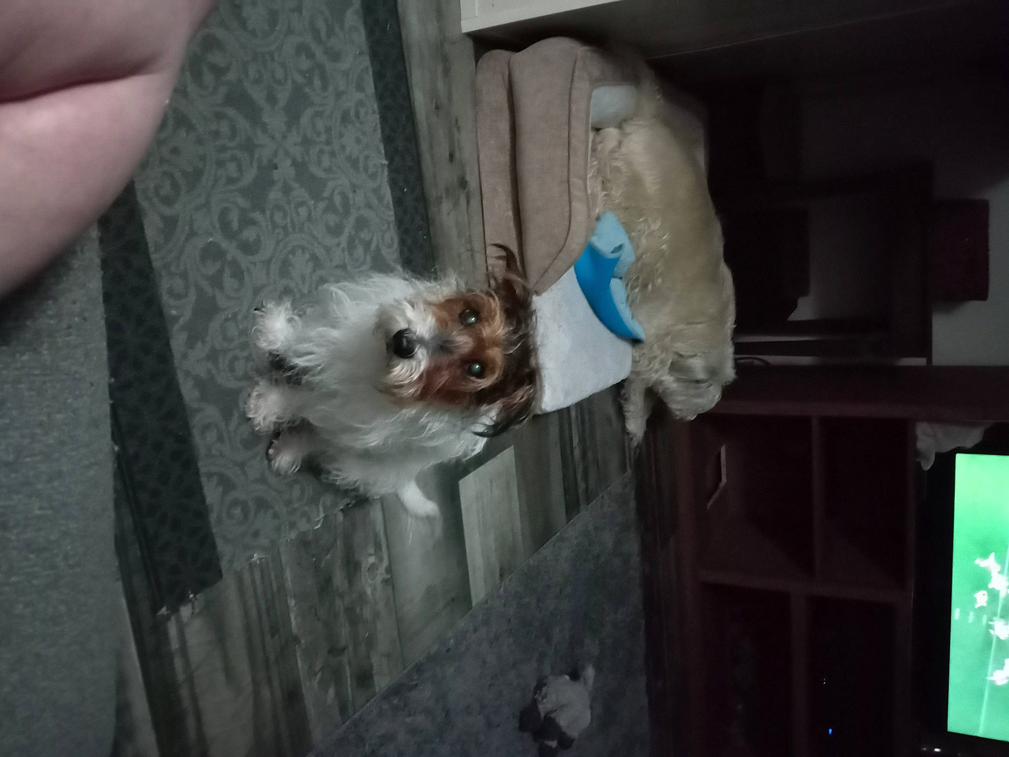 Jack is registered to the contest to win money with this photo: canidae, carnivore, companion_dog, display_device, dog, dog_breed, fawn, felidae, fur, non_sporting_group, room, small_to_medium_sized_cats, sporting_group, tail, toy_dog, whiskers, wood