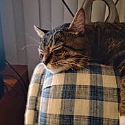 Henry is registered to the contest to win money with this photo: cat, chair, checkered_pattern, cozy, cushion, ears, fur, furniture, home, indoor, lamp, pet, quiet, relaxation, resting, sleeping, tabby_cat, television, whiskers, wood