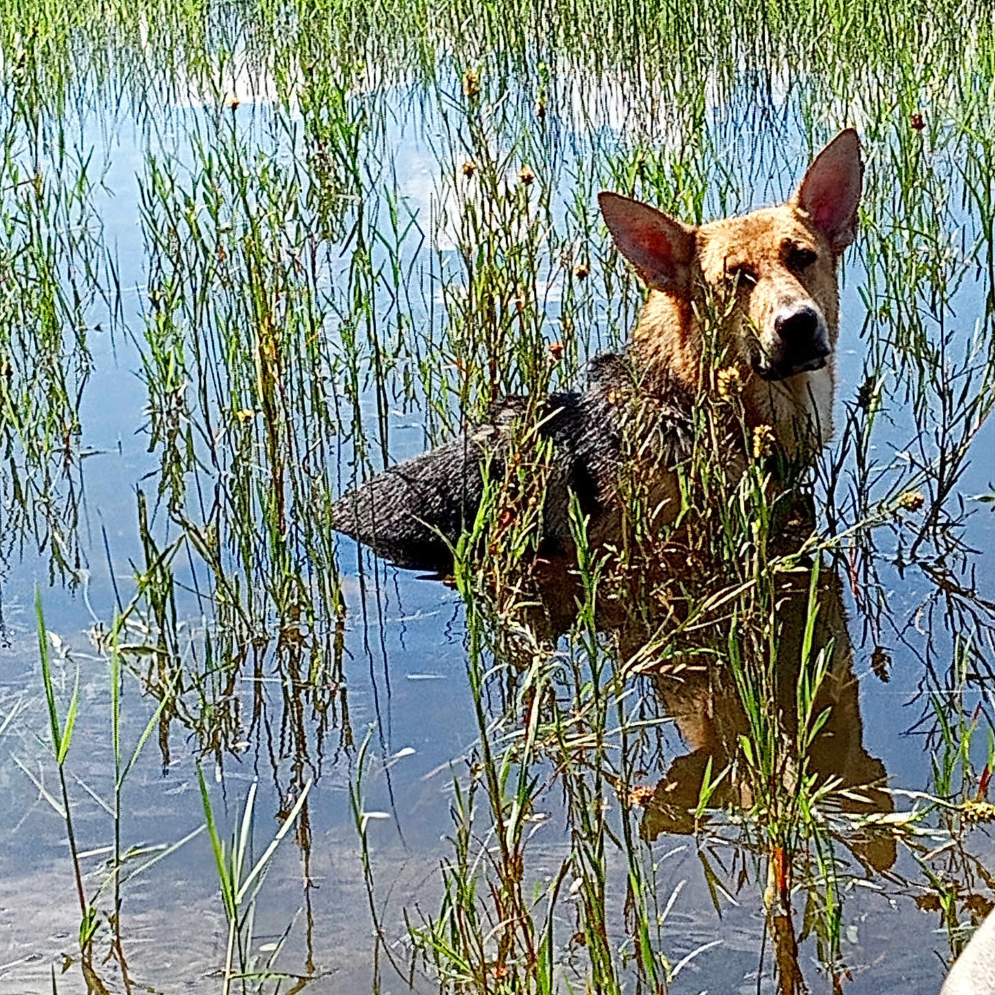 Boo is registered to the contest to win money with this photo: animal, bear, canine, coyote, dog, germanshepherd, grass, hound, land, nature, outdoors, pet, plant, pond, reed, swamp, terrier, tree, vegetation, water