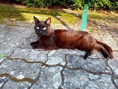 Mouss participe au concours pour gagner de l'argent avec cette photo : burmese, carnivore, cat, fawn, felidae, german_rex, havana_brown, liver, mammal, small_to_medium_sized_cats, tail, tonkinese, vertebrate, whiskers