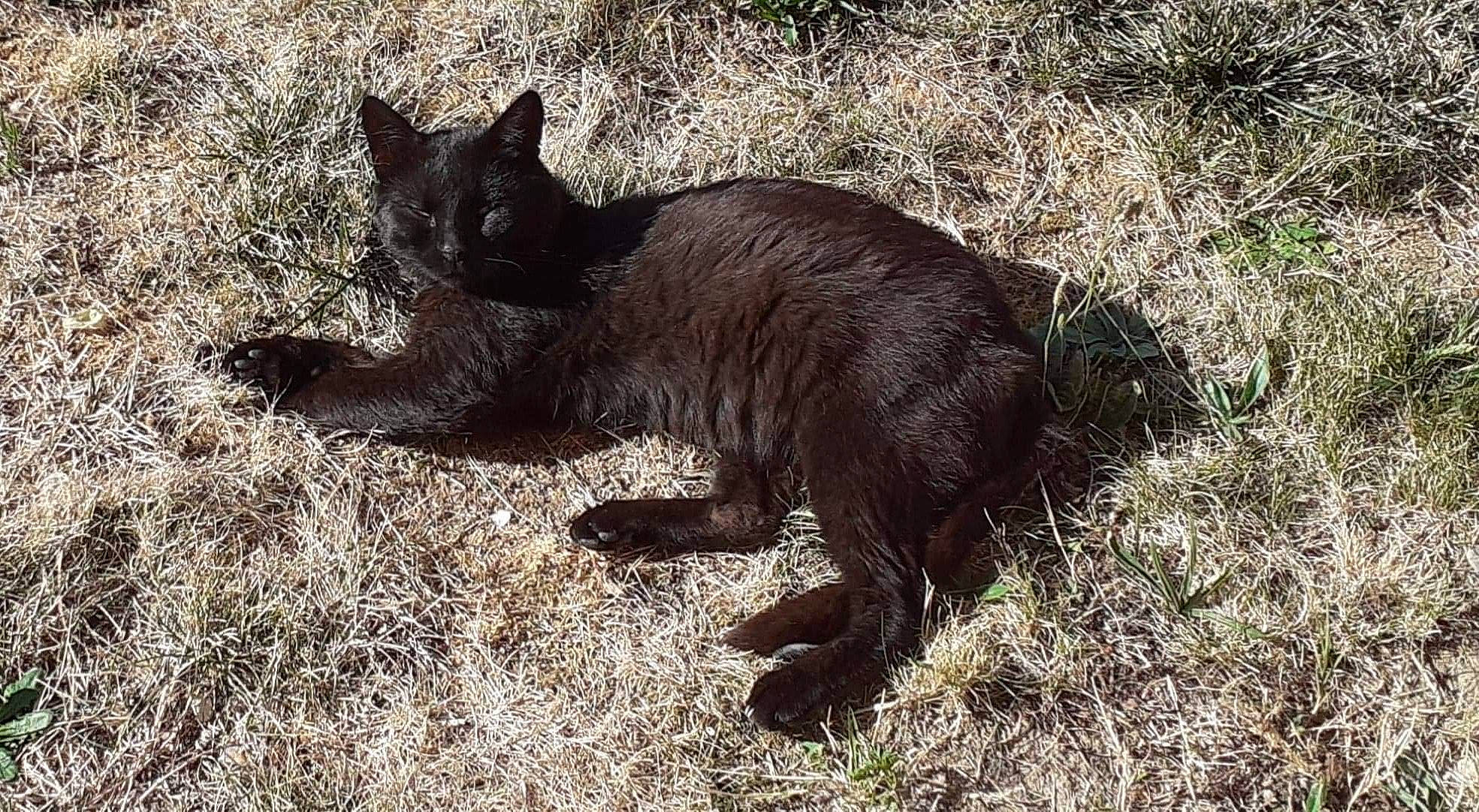 Mouss a rejoint le concours — aidez-le/la à gagner de superbes lots ! black_cat, carnivore, cat, domestic_short_haired_cat, felidae, fur, grass, mammal, organism, small_to_medium_sized_cats, tail, terrestrial_animal, vertebrate, whiskers, wild_cat, wildlife