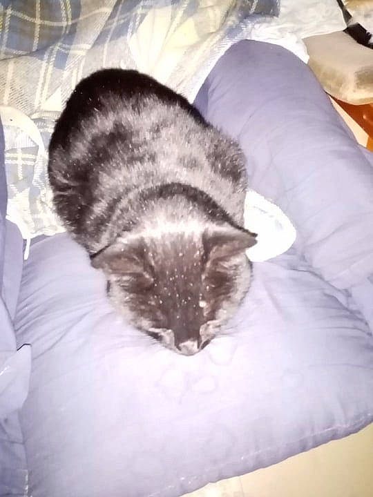 Mouss participe au concours pour gagner de l'argent avec cette photo : bed, carnivore, cat, comfort, ear, felidae, fur, furniture, kitten, nap, norwegian_forest_cat, pillow, sleep, small_to_medium_sized_cats, tail, whiskers