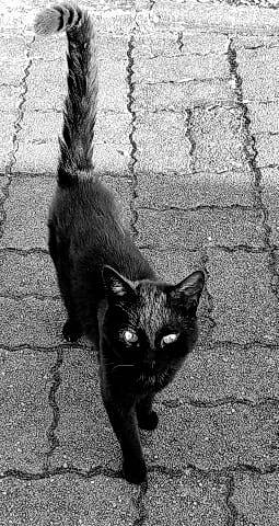 Mouss participe au concours pour gagner de l'argent avec cette photo : asian, black, black_and_white, black_cat, bombay, carnivore, cat, domestic_short_haired_cat, felidae, monochrome, monochrome_photography, organism, shadow, small_to_medium_sized_cats, snapshot, snout, street, tail, whiskers, white