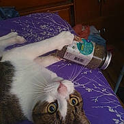 Tigger is registered to the contest to win money with this photo: cat, bed, purple, jar, catnip, whiskers, fur, indoor, curious, pet, animal, claws, paws, face, eyes, nose, table, furniture, wood, relaxed