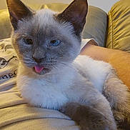Penny joined the competition — help win amazing prizes! kitten, cat, siamese_cat, tongue_out, pet, indoor, person, couch, fur, animal, cute, relaxed, closeup, mammal, whiskers, blue_eyes, paw, resting, domestic_cat, feline