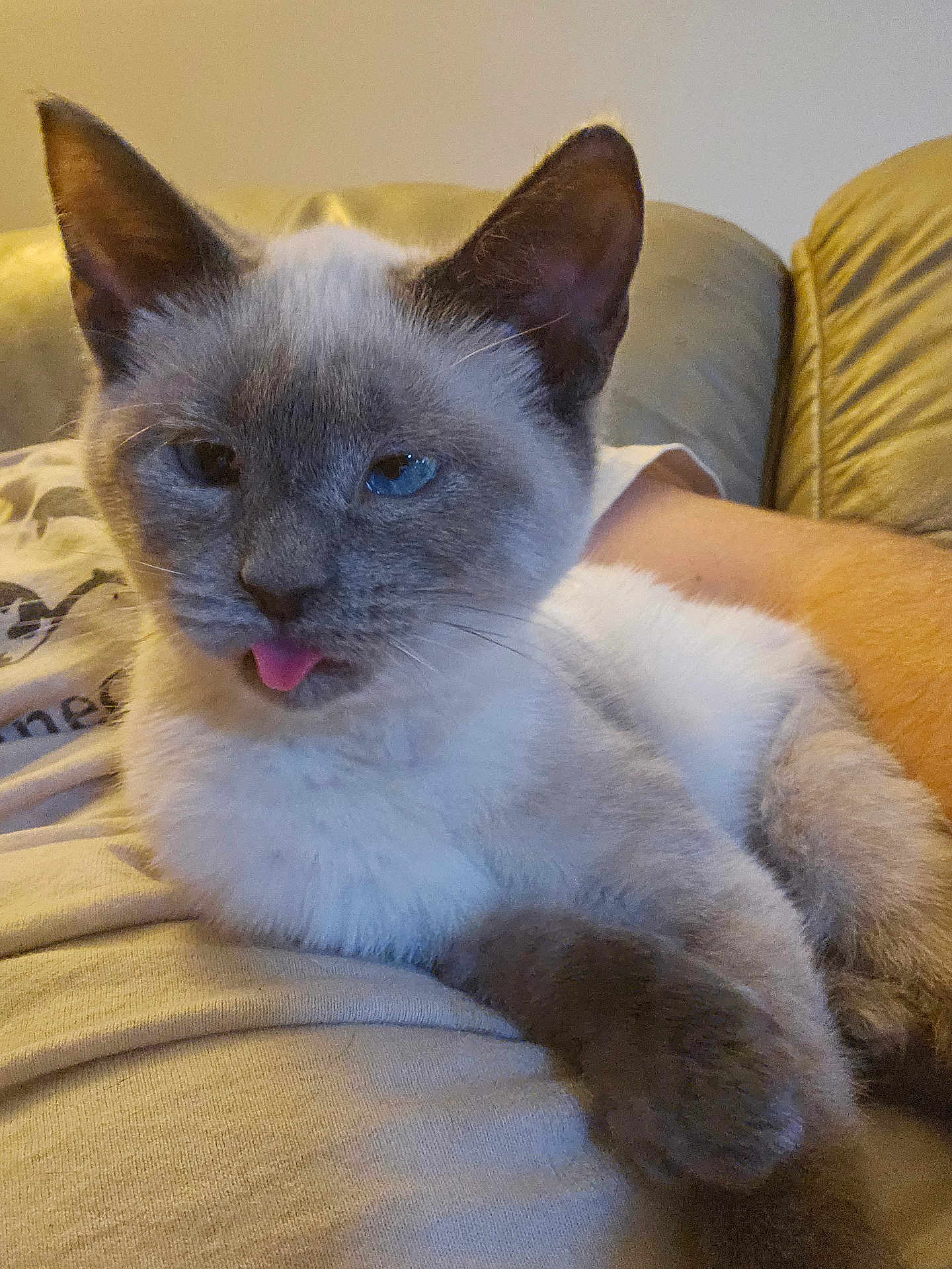 Penny joined the competition — help win amazing prizes! kitten, cat, siamese_cat, tongue_out, pet, indoor, person, couch, fur, animal, cute, relaxed, closeup, mammal, whiskers, blue_eyes, paw, resting, domestic_cat, feline