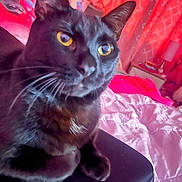 Jack is registered to the contest to win money with this photo: abyssinian, animal, baby, bed, bedroom, blackcat, blanket, cat, chair, couch, cushion, furniture, homedecor, indoors, kitten, manx, person, pet, room, velvet
