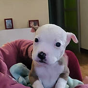 Bilbo a rejoint le concours — aidez-le/la à gagner de superbes lots ! puppy, dog, pet, blanket, pink_blanket, bed, paw, nose, eyes, ears, star_mirror, wall_decor, mirror, red_flower, picture_frame, indoor, living_room, human_hand, cozy, portrait