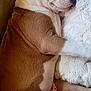 dog, sleeping_dog, pitbull, puppy, brown_and_white, couch, blanket, plush_toy, pillow, paw, nose, closed_eyes, cozy, indoor, pet, resting, fur, comfort, sofa, watermark