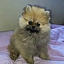 puppy, dog, pomeranian, fluffy, cute, pet, animal, indoor, bed, blanket, fur, small, young, sitting, adorable, face, nose, soft, cozy, curious