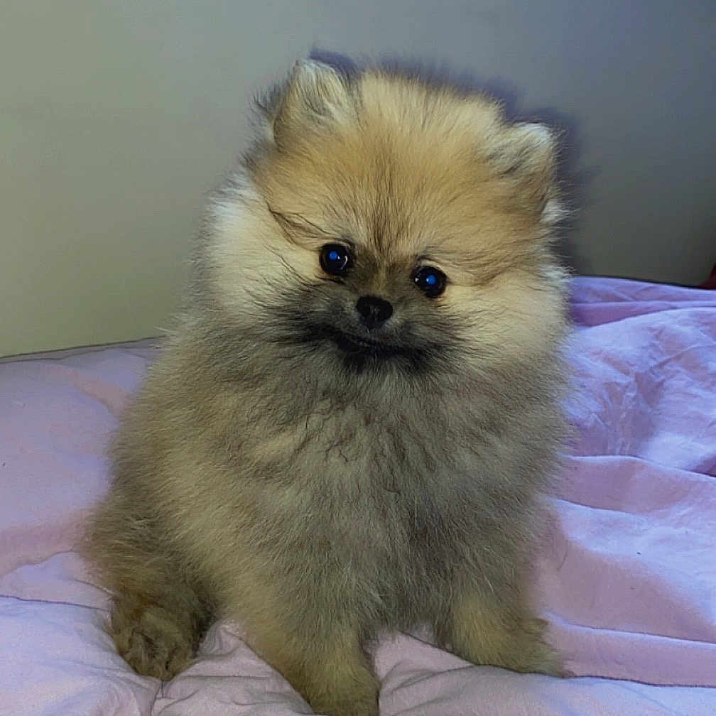 Josiane participe au concours pour gagner de l'argent avec cette photo : adorable, animal, bed, blanket, cozy, curious, cute, dog, face, fluffy, fur, indoor, nose, pet, pomeranian, puppy, sitting, small, soft, young