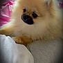 dog, pomeranian, fluffy, pet, bed, bedding, white, grey, pink, fur, cute, animal, domestic_animal, indoor, resting, small_dog, companion, cozy, portrait, laying_down