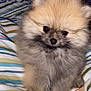 puppy, dog, pomeranian, fluffy, cute, pet, animal, bed, blanket, striped, small, fur, indoor, adorable, young, companion, cute_pet, domestic_animal, face, eyes