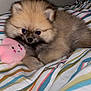 puppy, dog, pomeranian, fluffy, bed, striped_bedspread, plush_toy, pink_toy, cute, small_dog, pet, indoors, animal, lying_down, soft_toy, young_dog, fur, adorable, companion, resting