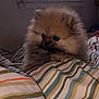 puppy, dog, pomeranian, fluffy, bed, bedspread, striped, indoor, window, curious, small, cute, pet, animal, fur, resting, cozy, soft, light, adorable