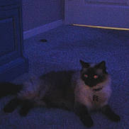 Aria joined the competition — help win amazing prizes! cat, cats, black_cat, pet, animal, feline, lying_down, indoors, blue_background, purple_lighting, dark, low_light, grainy, blurry, glowing_eyes, pointed_ears, whiskers, tail, floor, nighttime