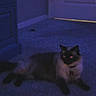cat, cats, black_cat, pet, animal, feline, lying_down, indoors, blue_background, purple_lighting, dark, low_light, grainy, blurry, glowing_eyes, pointed_ears, whiskers, tail, floor, nighttime