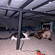 Skye joined the competition — help win amazing prizes! cats, two_cats, pets, animals, feline, kitten, fluffy_cat, tabby_cat, black_and_white_cat, collar, indoor, bed, bed_frame, carpet, cat_toy, playful, lying_down, glowing_eyes, home, under_bed