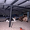 cats, two_cats, pets, animals, feline, kitten, fluffy_cat, tabby_cat, black_and_white_cat, collar, indoor, bed, bed_frame, carpet, cat_toy, playful, lying_down, glowing_eyes, home, under_bed
