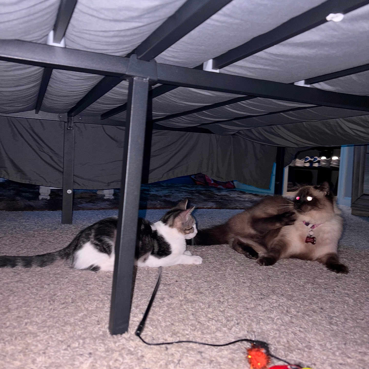 Skye joined the competition — help win amazing prizes! cats, two_cats, pets, animals, feline, kitten, fluffy_cat, tabby_cat, black_and_white_cat, collar, indoor, bed, bed_frame, carpet, cat_toy, playful, lying_down, glowing_eyes, home, under_bed