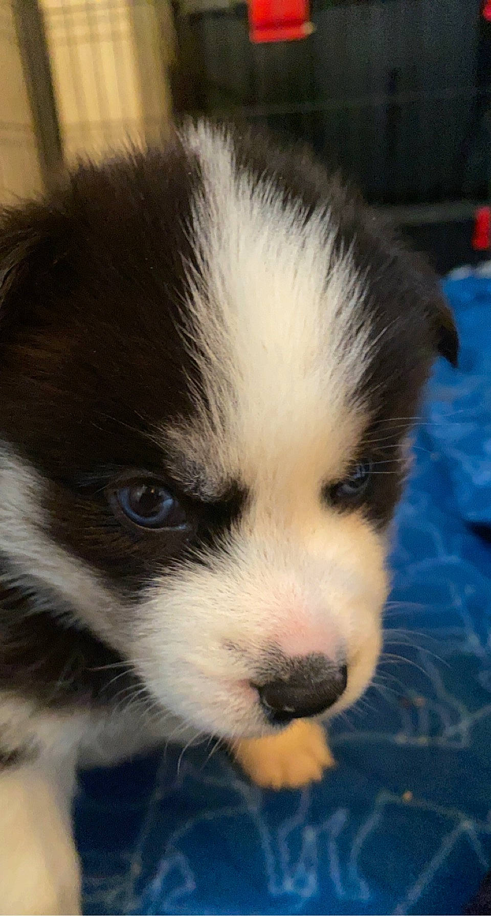 Kovu participe au concours pour gagner de l'argent avec cette photo : border_collie, canidae, carnivore, companion_dog, dog, dog_breed, eye, fur, herding_dog, non_sporting_group, puppy, snout, sporting_group, terrestrial_animal, whiskers, working_animal, working_dog