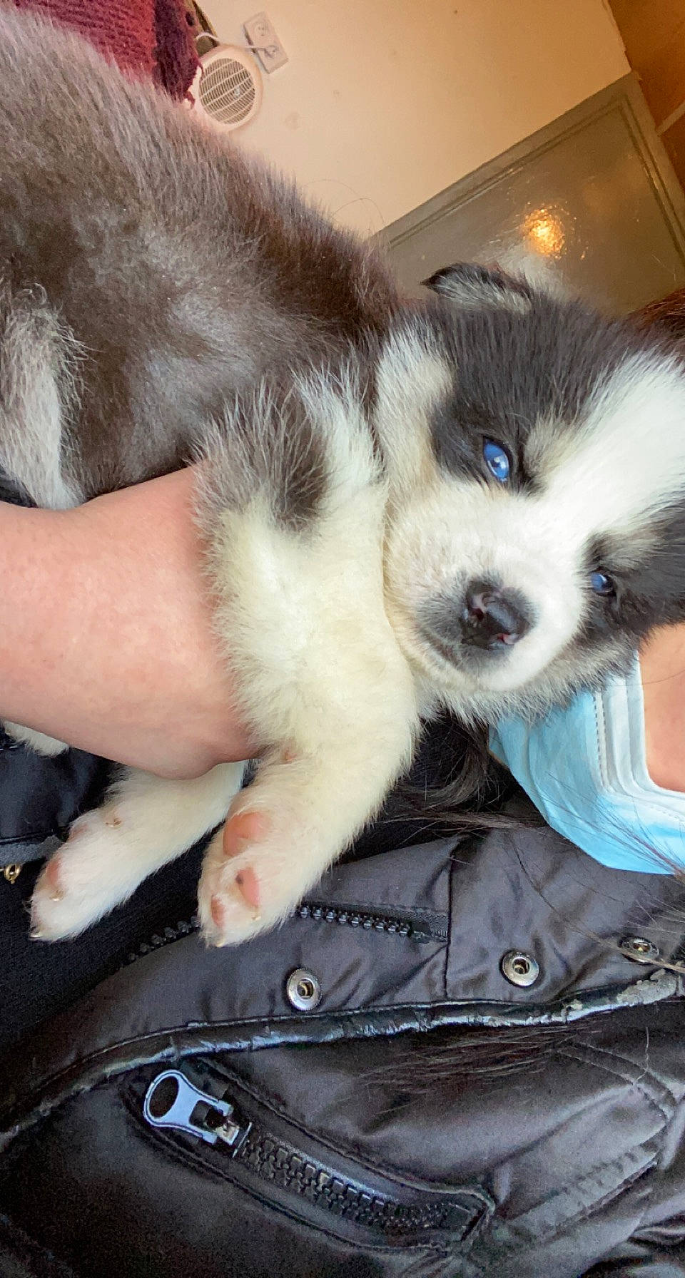 Kovu a rejoint le concours — aidez-le/la à gagner de superbes lots ! carnivore, comfort, companion_dog, dog, dog_breed, fawn, foot, fur, human_leg, leather_jacket, paw, puppy_love, sitting, snout, sporting_group, street_fashion, tail, toy_dog, whiskers, working_animal