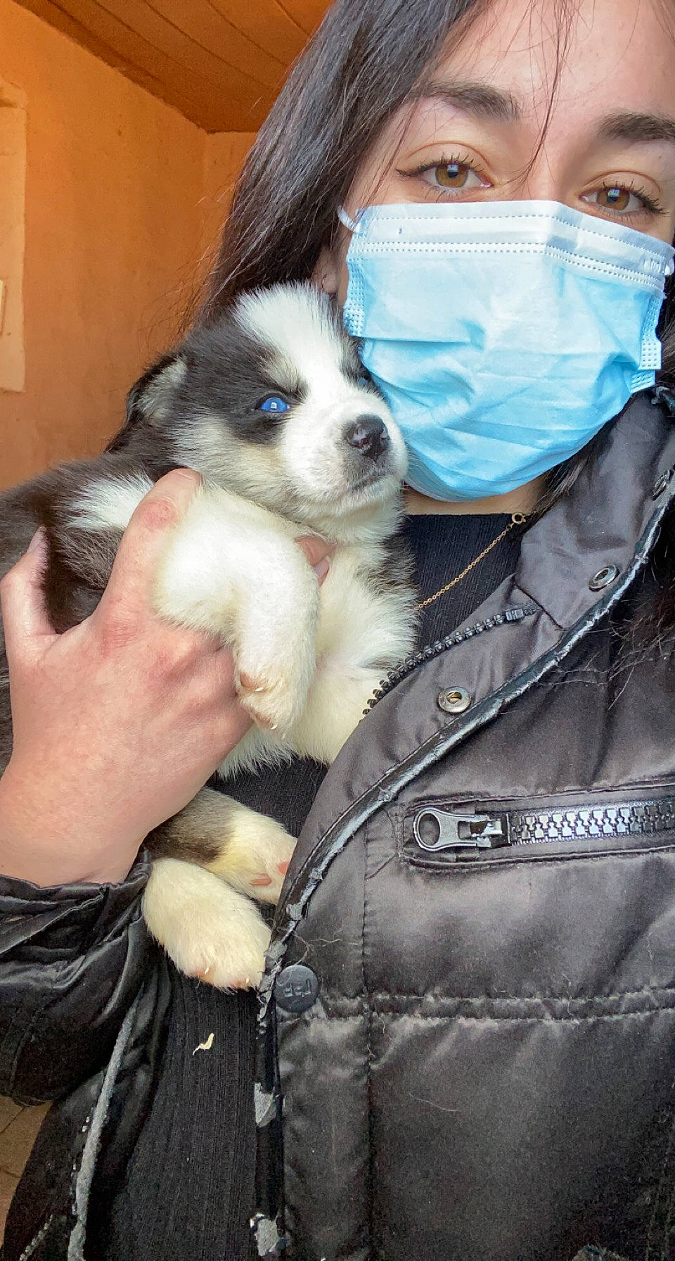 Kovu participe au concours pour gagner de l'argent avec cette photo : canidae, carnivore, companion_dog, dog, dog_breed, electric_blue, eyelash, eyewear, fashion_accessory, fawn, fur, hair_coloring, leather_jacket, personal_protective_equipment, puppy_love, snout, sporting_group, street_fashion, toy_dog, whiskers