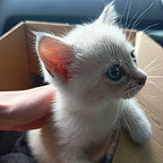 Zazou participe au concours pour gagner de l'argent avec cette photo : animal, blue_eyes, box, cat, close_up, curious, cute, domestic, feline, fur, hand, indoor, kitten, pet, portrait, small, soft_lighting, whiskers, white_fur, young