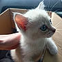 animal, blue_eyes, box, cat, close_up, curious, cute, domestic, feline, fur, hand, indoor, kitten, pet, portrait, small, soft_lighting, whiskers, white_fur, young