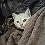 animal, blanket, blue_eyes, cat, close_up, comfort, cozy, cute, fur, indoor, kitten, pet, portrait, resting, small, snug, soft_texture, warm, white_fur, young