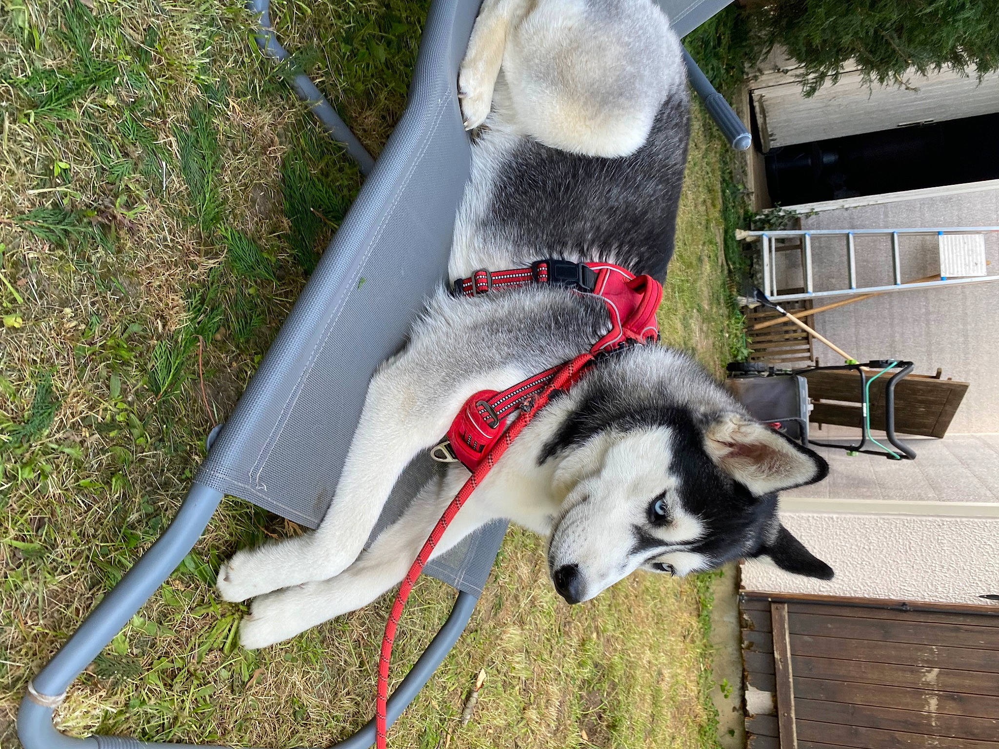 Akira participe au concours pour gagner de l'argent avec cette photo : canidae, carnivore, collar, companion_dog, dog, dog_breed, dog_supply, fashion_accessory, fur, grass, leash, pet_supply, plant, siberian_husky, sled_dog, snout, sporting_group, tail, working_animal, working_dog