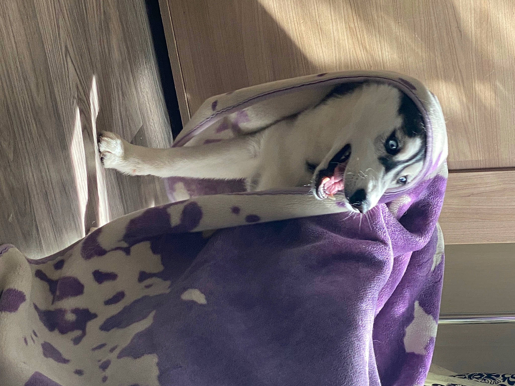 Akira participe au concours pour gagner de l'argent avec cette photo : carmine, electric_blue, felidae, fish, fur, grey, human_leg, linens, magenta, pattern, personal_protective_equipment, purple, sleeve, tail, textile, waist