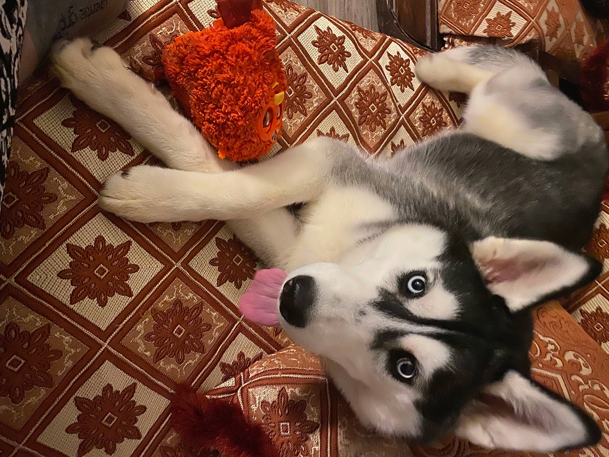 Akira participe au concours pour gagner de l'argent avec cette photo : canidae, carnivore, comfort, companion_dog, dog, dog_breed, fawn, flooring, fur, ingredient, pattern, paw, siberian_husky, sled_dog, snout, sporting_group, tail, whiskers, wood, working_animal